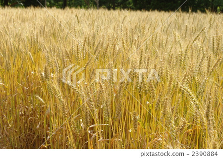 June Wheat and grass department 16 June Wheat and grass department 16 2390884