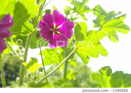 June Common marrow · Aoi family 12 June Common marrow · Aoi family 12 2390889