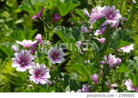 June Common Maw · Aoi family 16 2390891