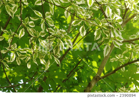 June Cornus·Argentheo Marginata·Family Family 01 June Cornus·Argentheo Marginata·Family Family 01 2390894