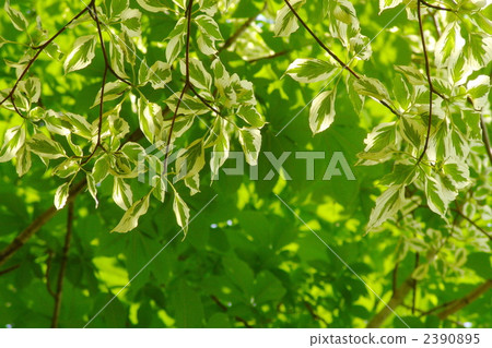June Cornus·Argentheo Marginata·家庭部02 June Cornus·Argentheo Marginata·家庭部02 2390895