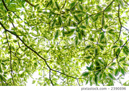 6月6月Cornus·Argentheo Marginata·水木家族03 2390896