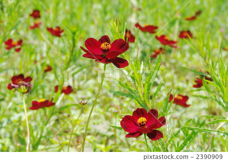 六月巧克力波斯菊·菊花01 六月巧克力波斯菊·菊花01 2390909