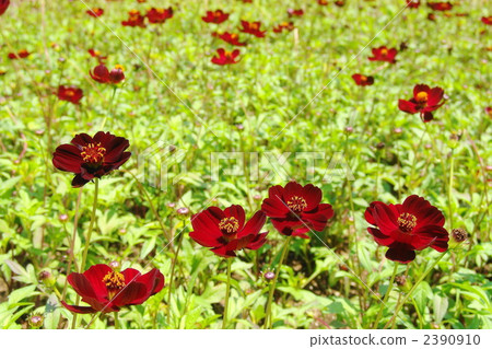 June Chocolate Cosmos · Asteraceae 02 2390910