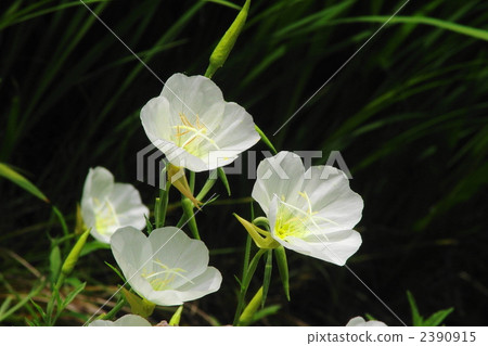 June Tsukimisou / Akabane family 04 June Tsukimisou / Akabane family 04 2390915