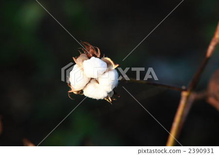 Indian cotton field 2390931
