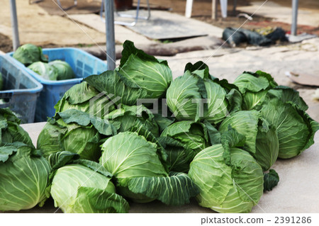 Cabbage vegetables Cabbage field 2391286