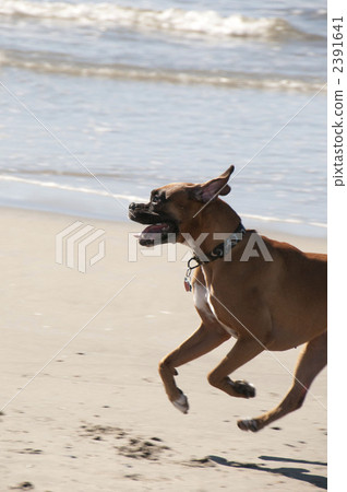 下午 美國芝加哥 美國 2391641