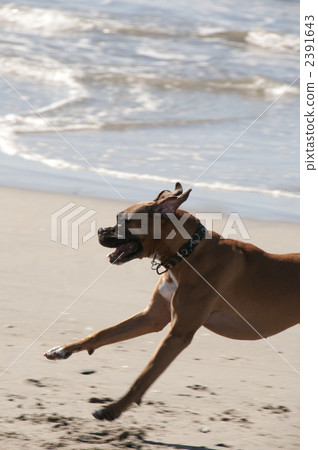 毛孩 狗 狗狗 2391643