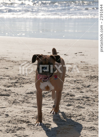 歡喜 開心 快樂 2391644