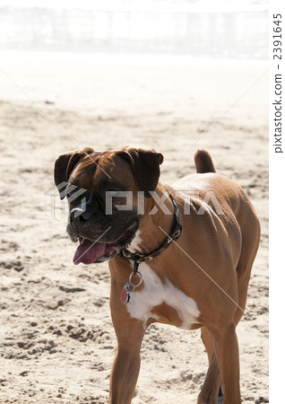 拳師狗 毛孩 狗 2391645