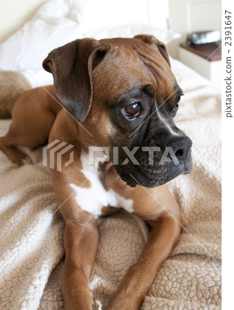 拳師狗 毛孩 狗 2391647