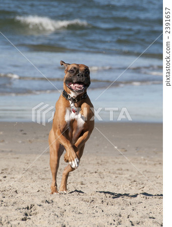 毛孩 狗 狗狗 2391657