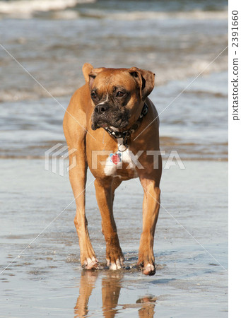 拳師狗 毛孩 狗 2391660