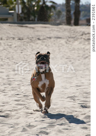 dog, dogs, afternoon 2391661