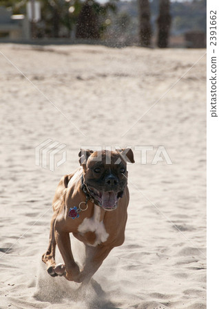 dog, dogs, happy 2391662