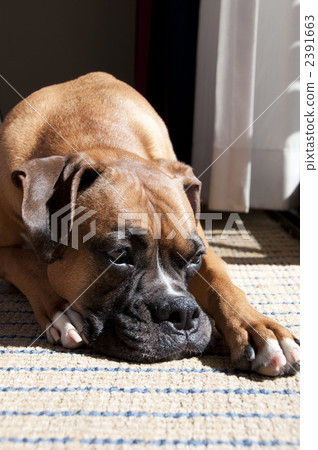 溫暖 躺下 躺著 2391663