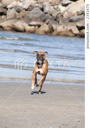 毛孩 狗 狗狗 2391670