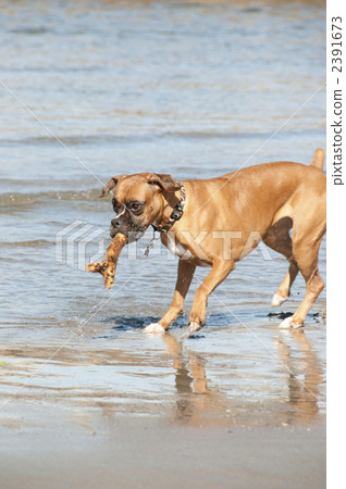 毛孩 狗 狗狗 2391673