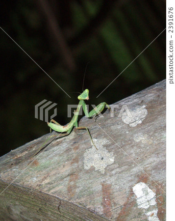 praying manti, bug, insect 2391676