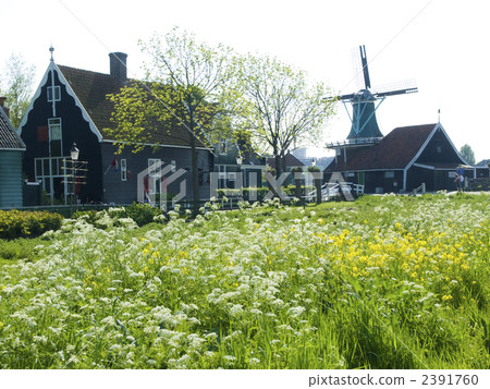 Rape blossoms Country dumpling house private house Rape blossoms Country dumpling house private house 2391760