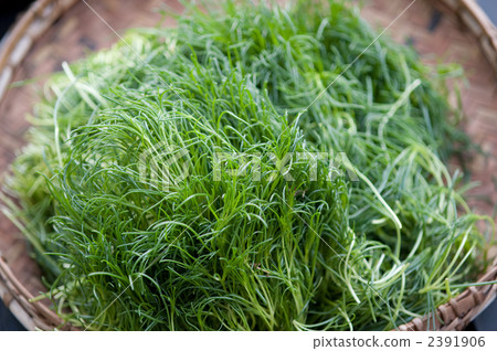 山野菜 蔬菜 食品 2391906
