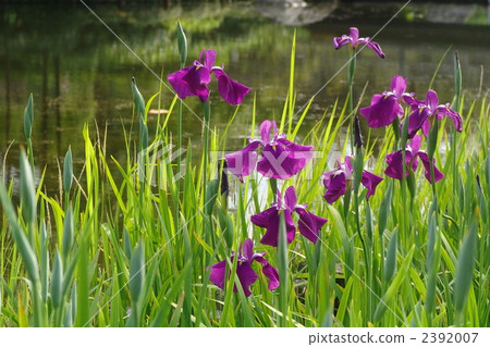 June Hanashaub和Iridaceae 96 June Hanashaub和Iridaceae 96 2392007