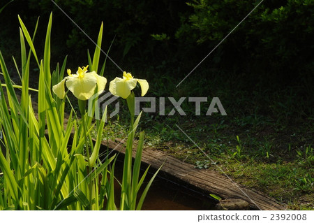 June Hanashaub和Iridaceae 97 June Hanashaub和Iridaceae 97 2392008