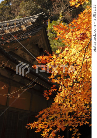 深秋橋Kannon 2392113