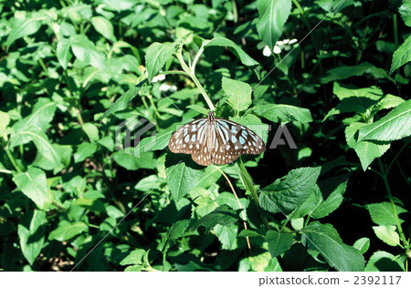 旖斑蝶 蝴蝶 蛺蝶 2392117