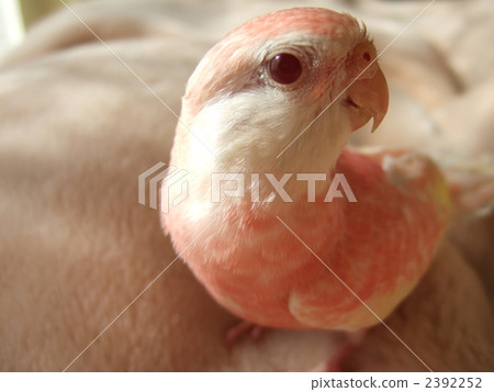 Akikuninco Akikuninco 2392252