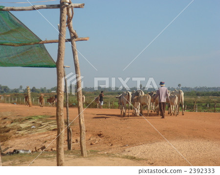 柬埔寨 奶牛 牲口 2392333
