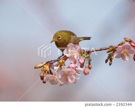 Mejiro and Kawazu cherry tree 2392344
