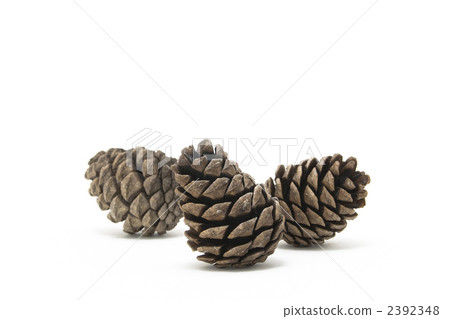 Matsukasa（針葉錐） 2392348