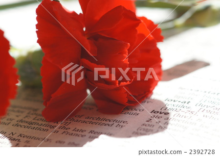 紅色康乃馨和愛 2392728
