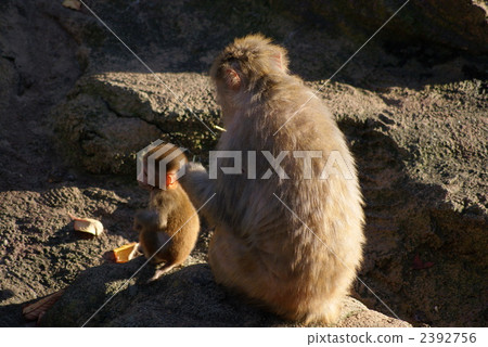 猴子的父母和孩子 2392756