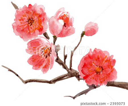 日本杏花 一朵梅花 花朵 2393073
