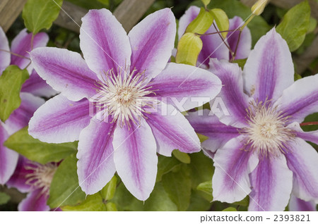 Clematis 2393821