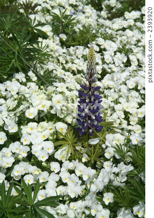 Lupine in pansy Lupine in pansy 2393920