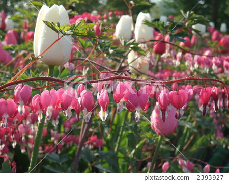 Tights and tulips Tights and tulips 2393927