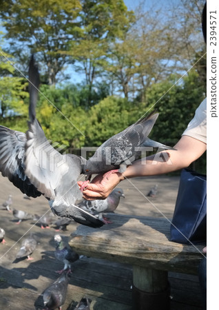 Pigeons Pigeons 2394571