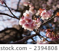 寒櫻 櫻花 寒櫻花 2394808