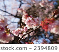 寒櫻 櫻花 寒櫻花 2394809