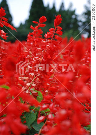 照片素材(圖片): 一串紅 花園 植物