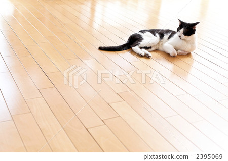 地板 木地板 毛孩 2395069