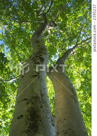 Beech (20070813-067) 2395237