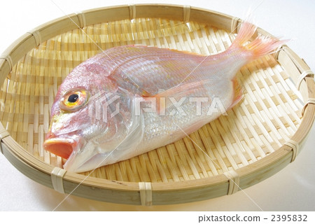  Red snapper 2395832