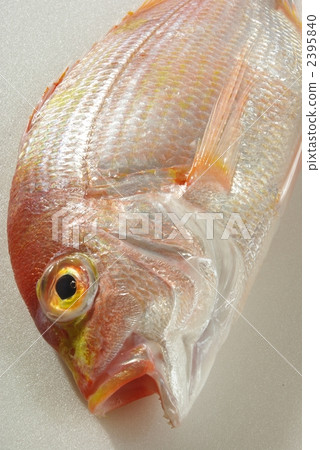  Red snapper 2395840