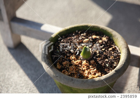 bud, sprout, sprouts 2395859