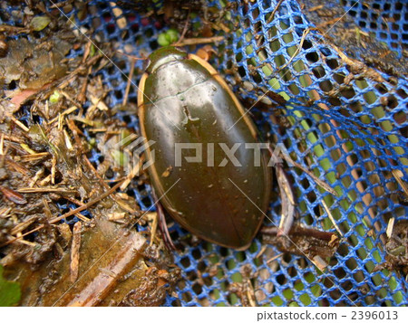 潛水甲蟲 2396013